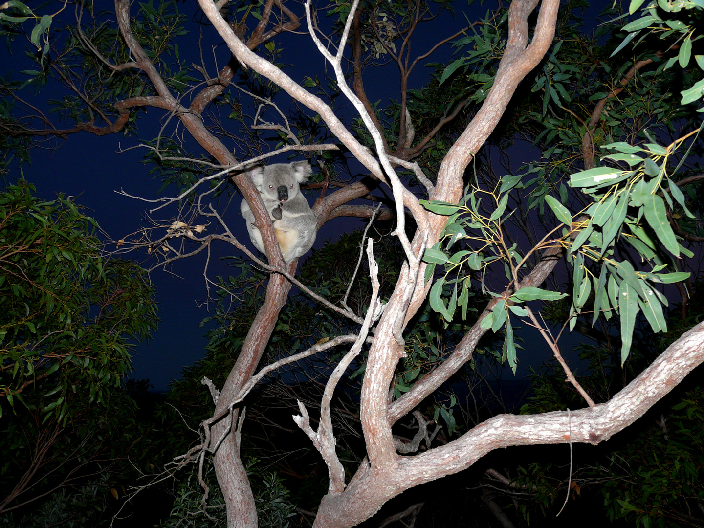 Relaxing Koala