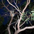 Relaxing Koala