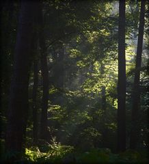 Relaxing Lights # Green Edition