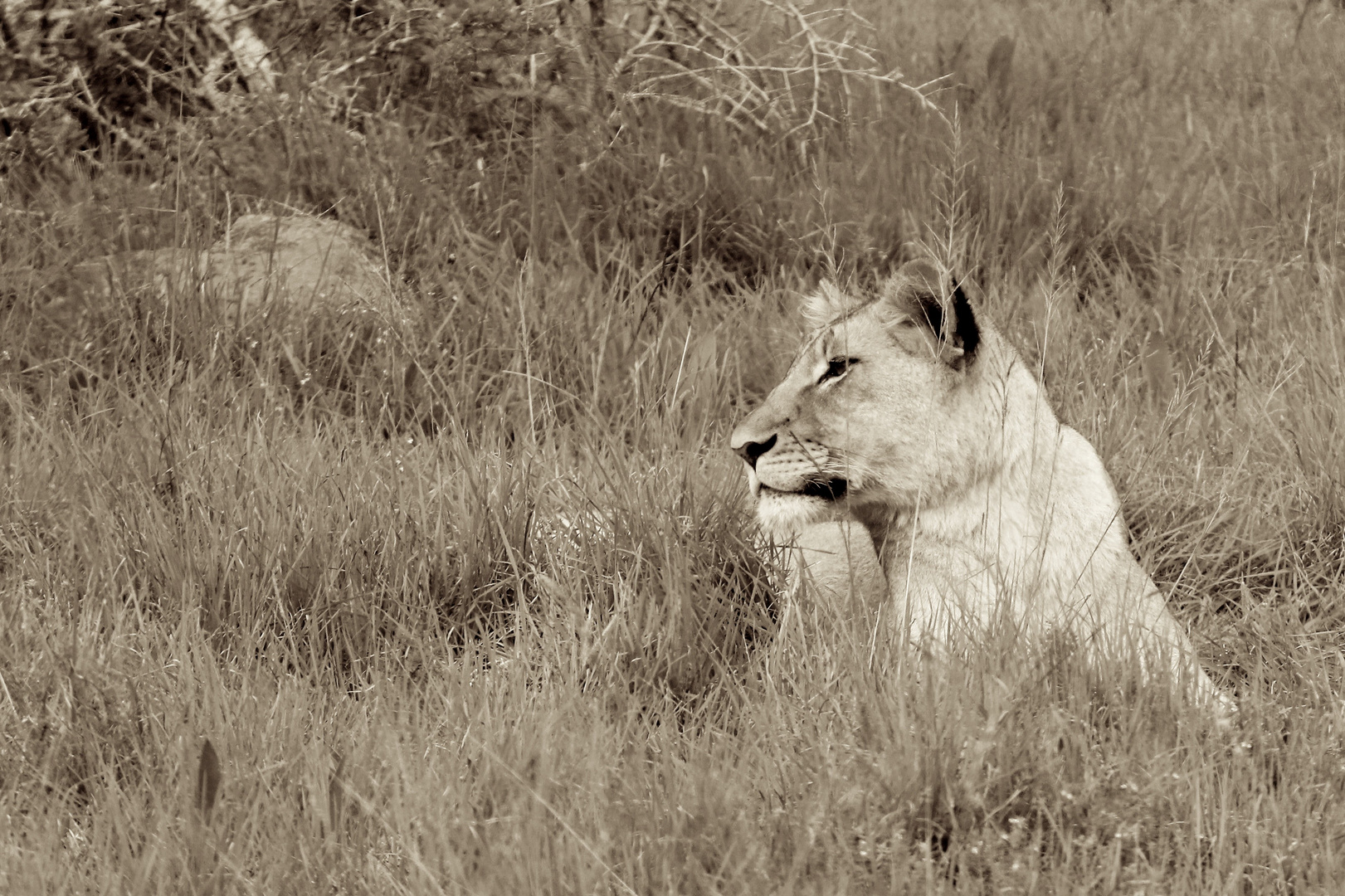 Relaxing Lion