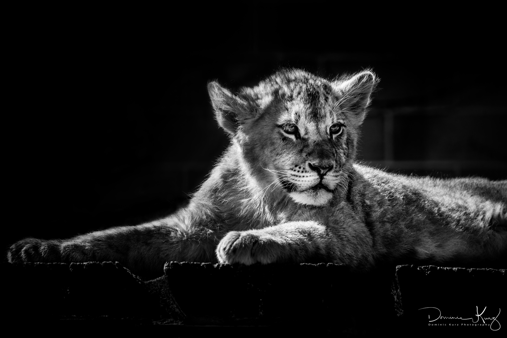 Relaxing Lion