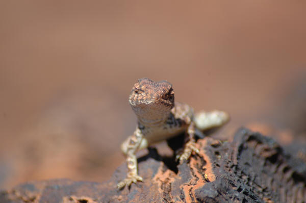 Relaxing Lizard