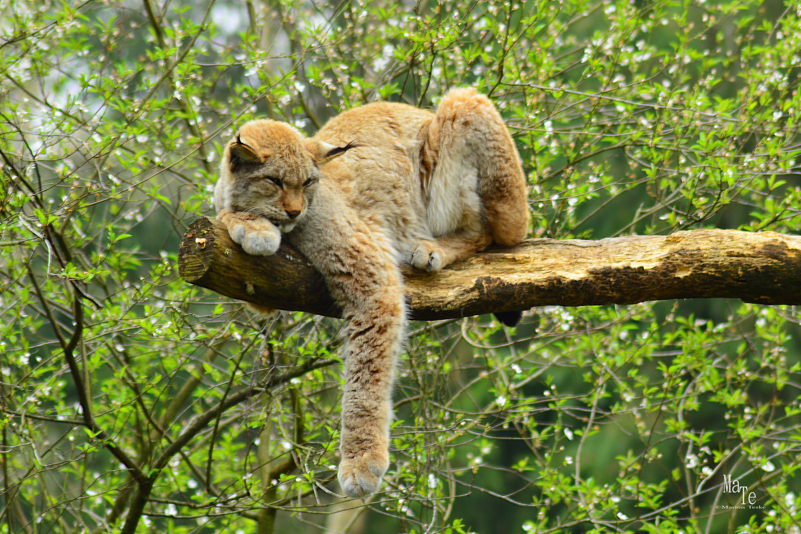 Relaxing Luchs