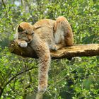 Relaxing Luchs