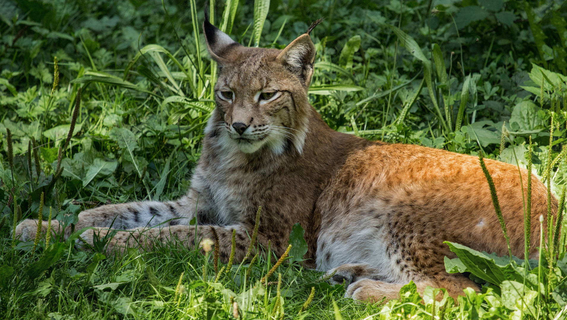 Relaxing Lynx