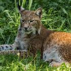 Relaxing Lynx