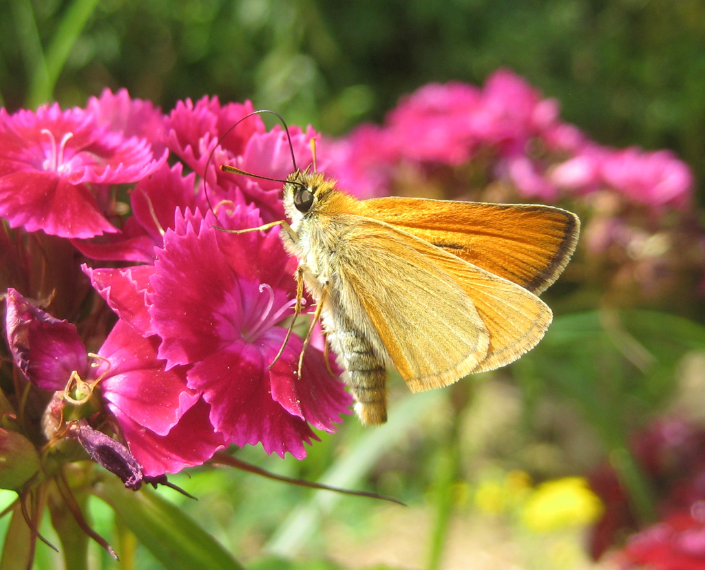 relaxing on a flower