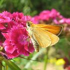 relaxing on a flower