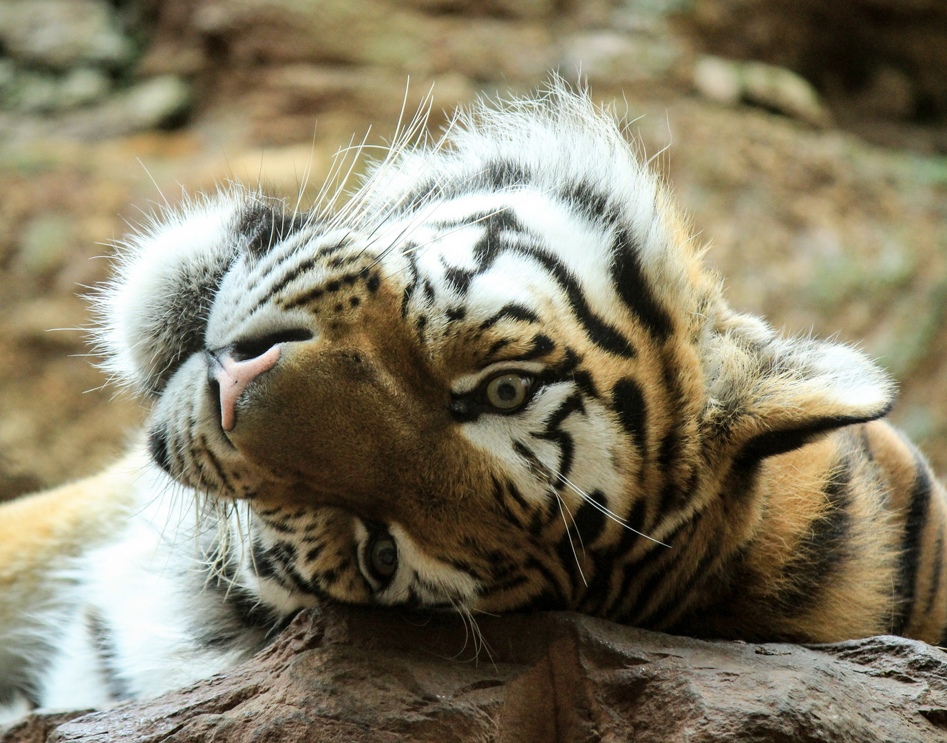 Relaxing Tiger