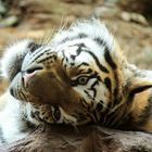 Relaxing Tiger