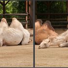 Relaxmel, in der Ruhe liegt der Raum!