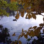 Relaxt abhängende Hamburger Herbst-Enten