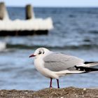 relaxt bei Strandspaziergang