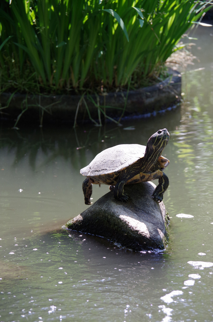 relaxte Schildkröte