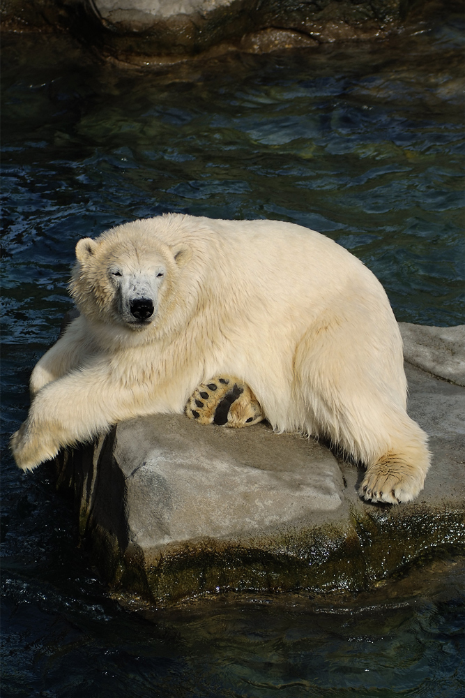 relaxter Bär