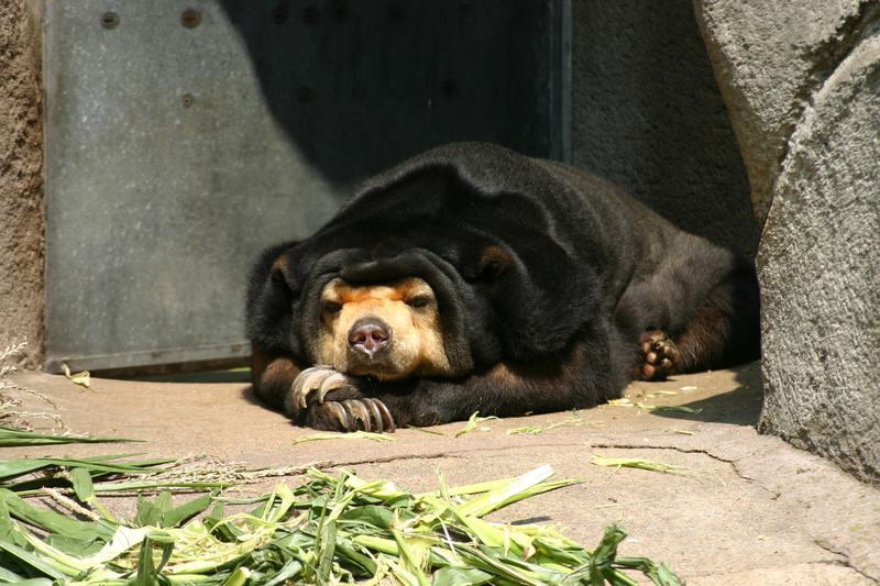 Relaxter Bär im Frankfurter Zoo