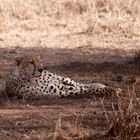 Relaxter Gepard