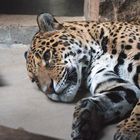 "relaxter Jaguar"