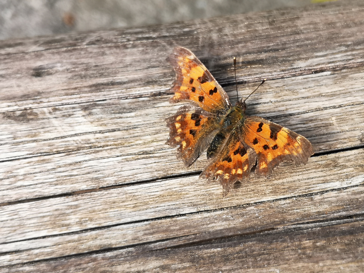 Relaxter Schmetterling