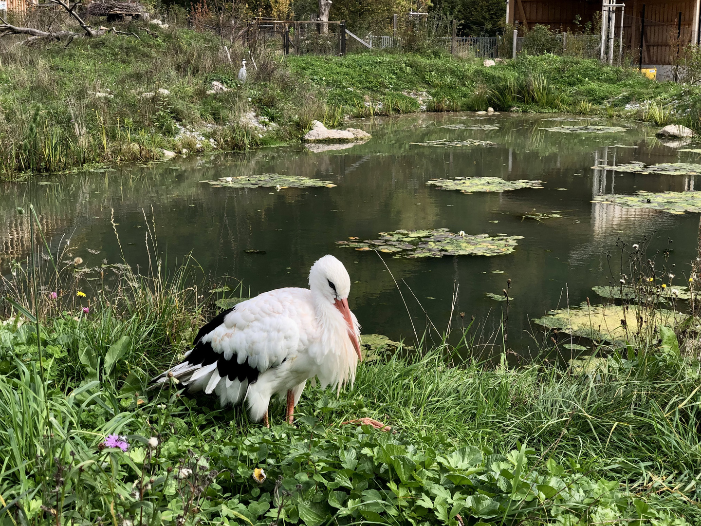 Relaxter Storch