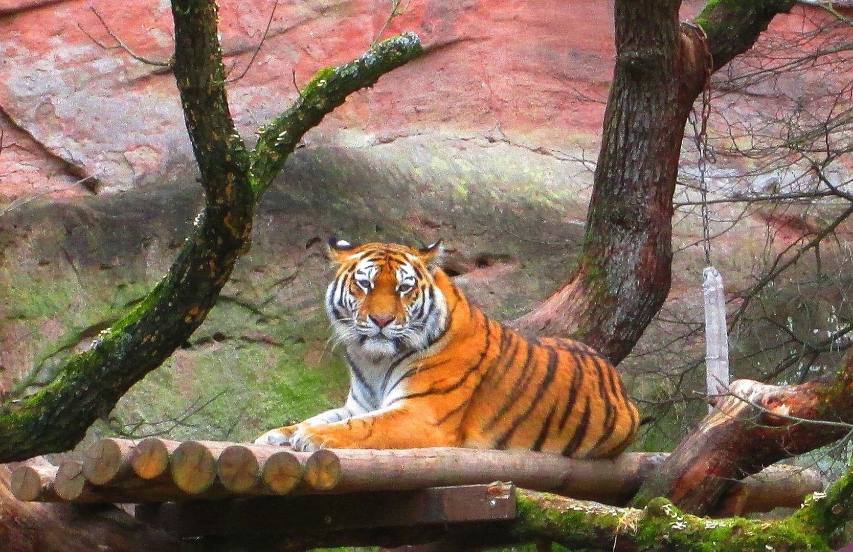 relaxter Tiger - hat mich offensichtlich gesehen