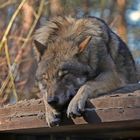 Relaxter Wolf