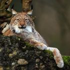 Relexender  Luchs