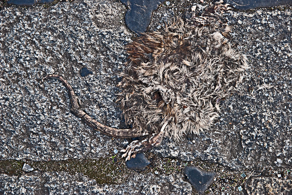 Relief Foto & Bild bearbeitungs techniken, filtertechniken, tiere