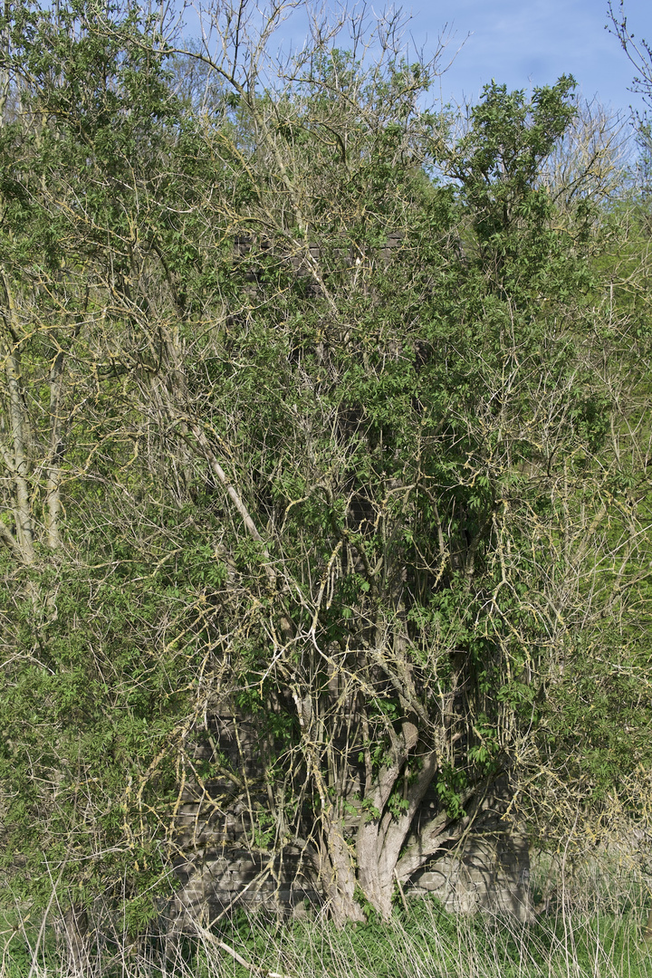 Relikt aus dem frühen Ruhrkohlebergbau.