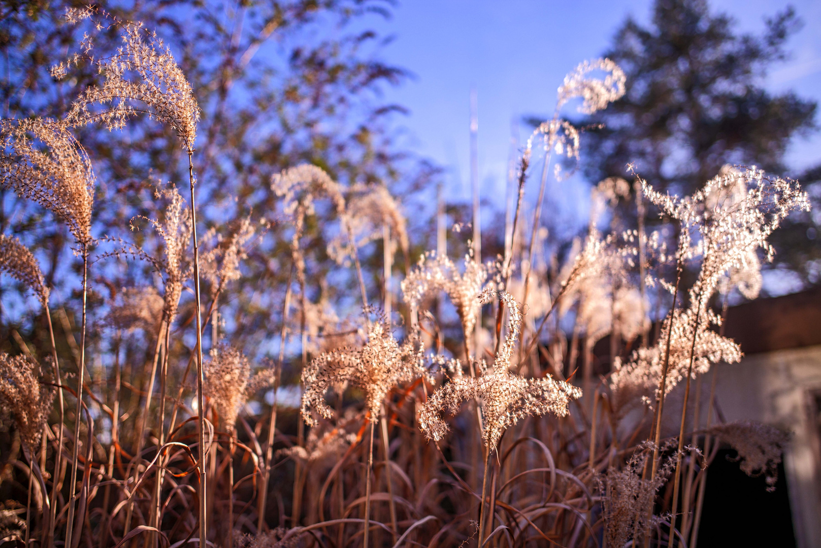 Relikt des Sommers