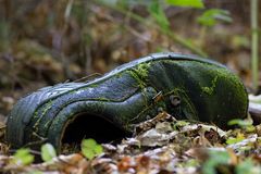 Relikt im Wald