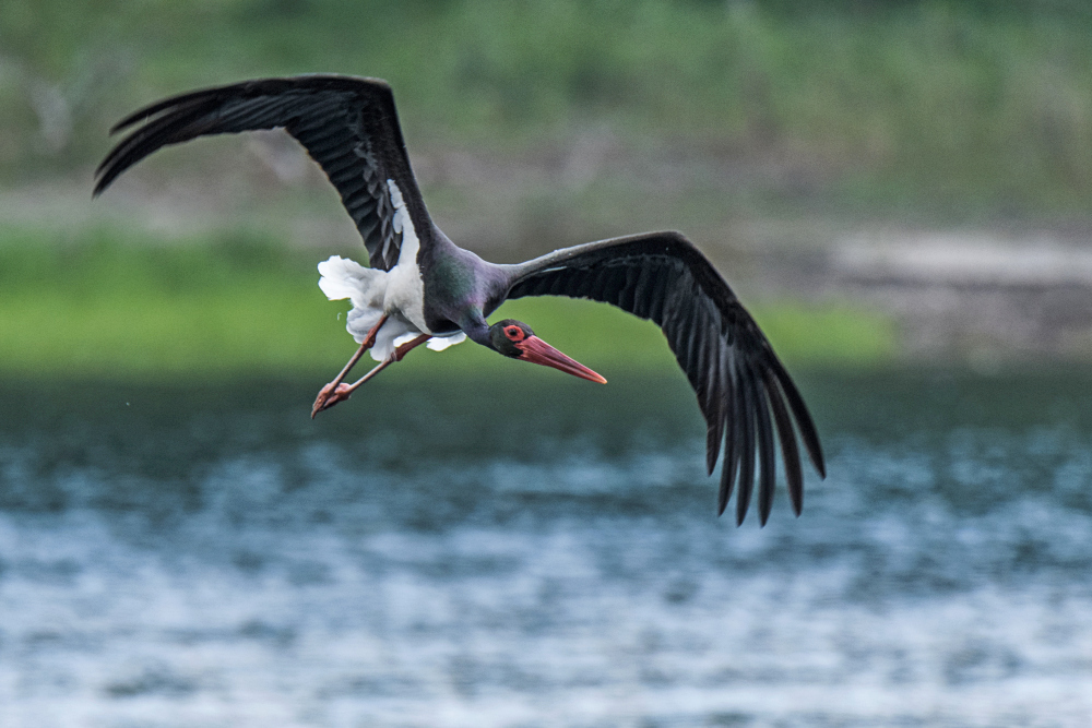 reload: Anflug zum Nahrungsrevier....