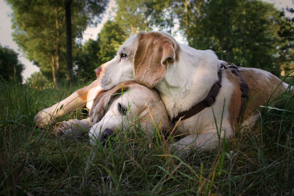 Reload: Beagle - altes Brautpaar - ___oOOo_°(_)°_oOOo___