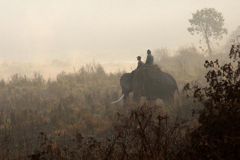 Reload: Dawn in Chitwan National Park