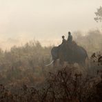 Reload: Dawn in Chitwan National Park