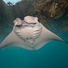 RELOAD  Giant Manta Ray - Manta birostris - Manta Rochen