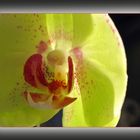 Reload: Grüne Orchidee