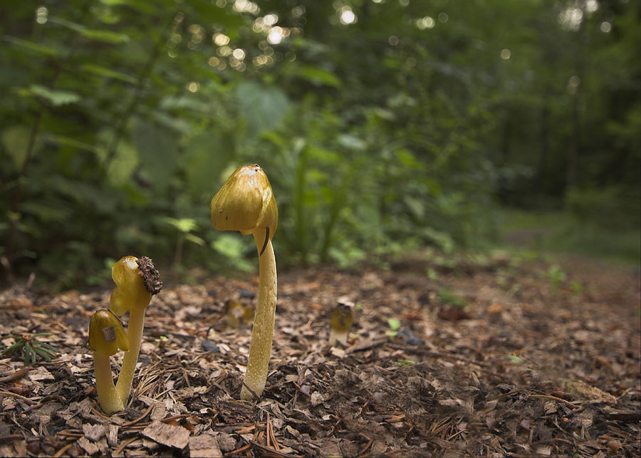 Reload - Hänsel und Gretel verirrt Euch nicht im Wald