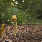 Reload - Hänsel und Gretel verirrt Euch nicht im Wald