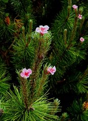 reload Pinus hippocasta rubinosa - geheimnisvolles Gewächs
