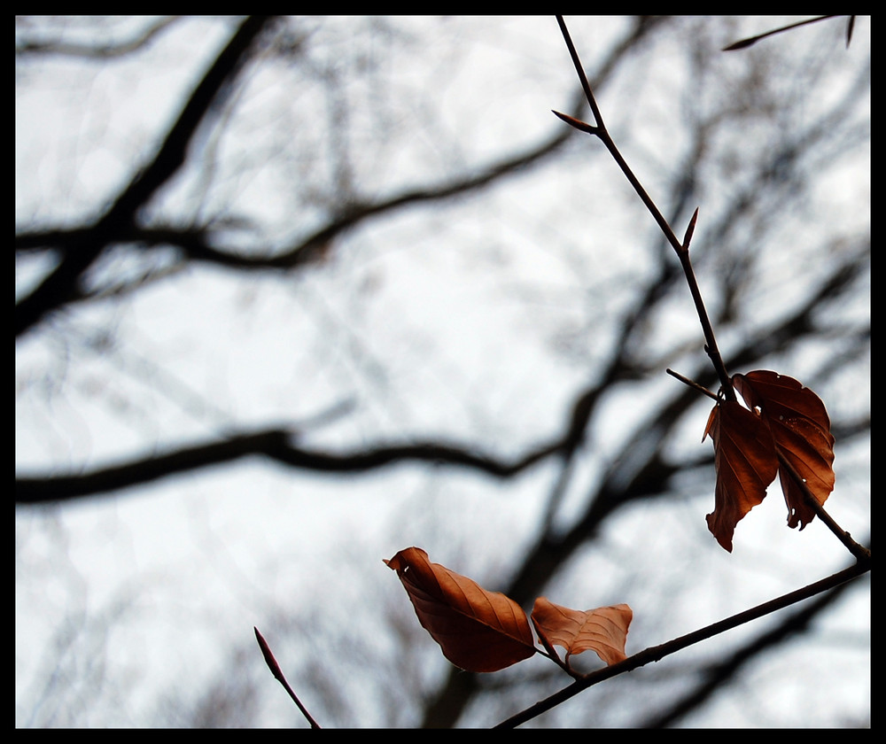 remains of autumn