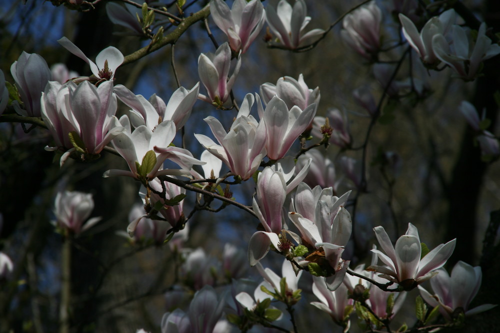 remembering magnolia...