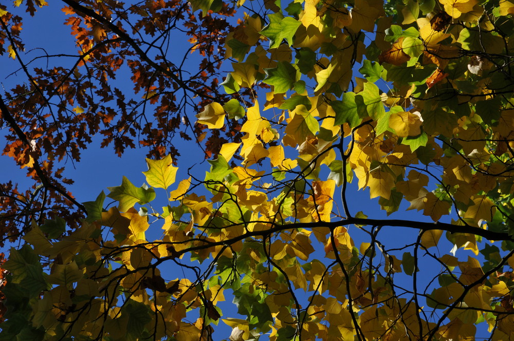 Remembrance of autumn