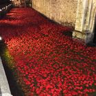 Remembrance Poppy