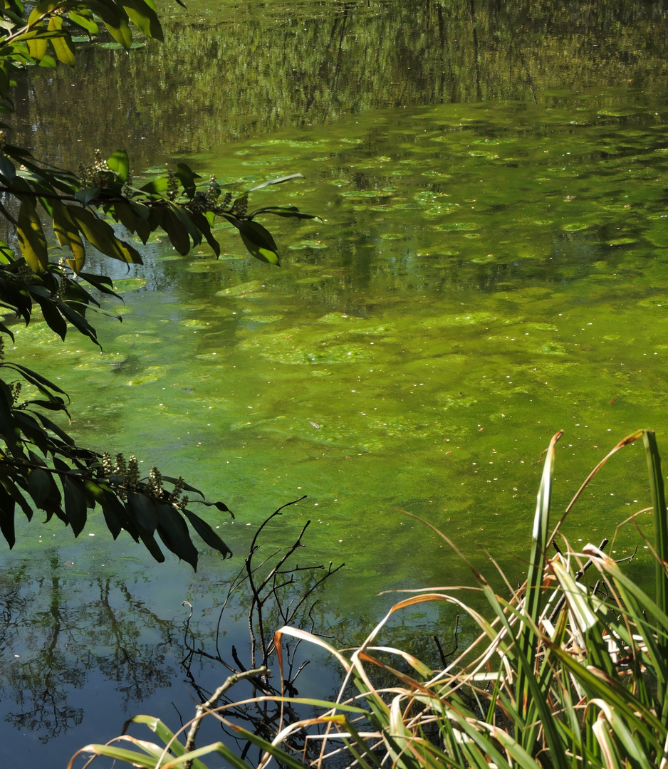 Reminiszenz an Claude Monet