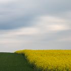 Reminiszenz an den Frühling