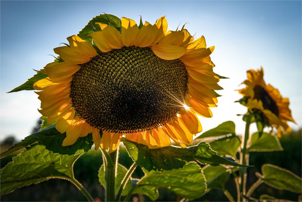 Reminiszenz an den Sommer