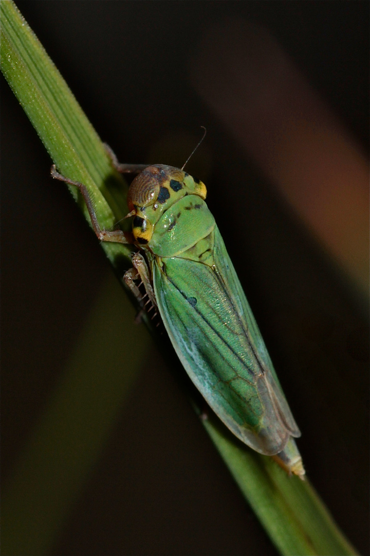 Reminiszenzen an einen schönen Sommer II: Die Binsenschmuckzikade (Cicadella viridis)