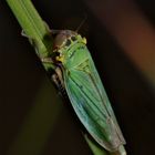 Reminiszenzen an einen schönen Sommer II: Die Binsenschmuckzikade (Cicadella viridis)