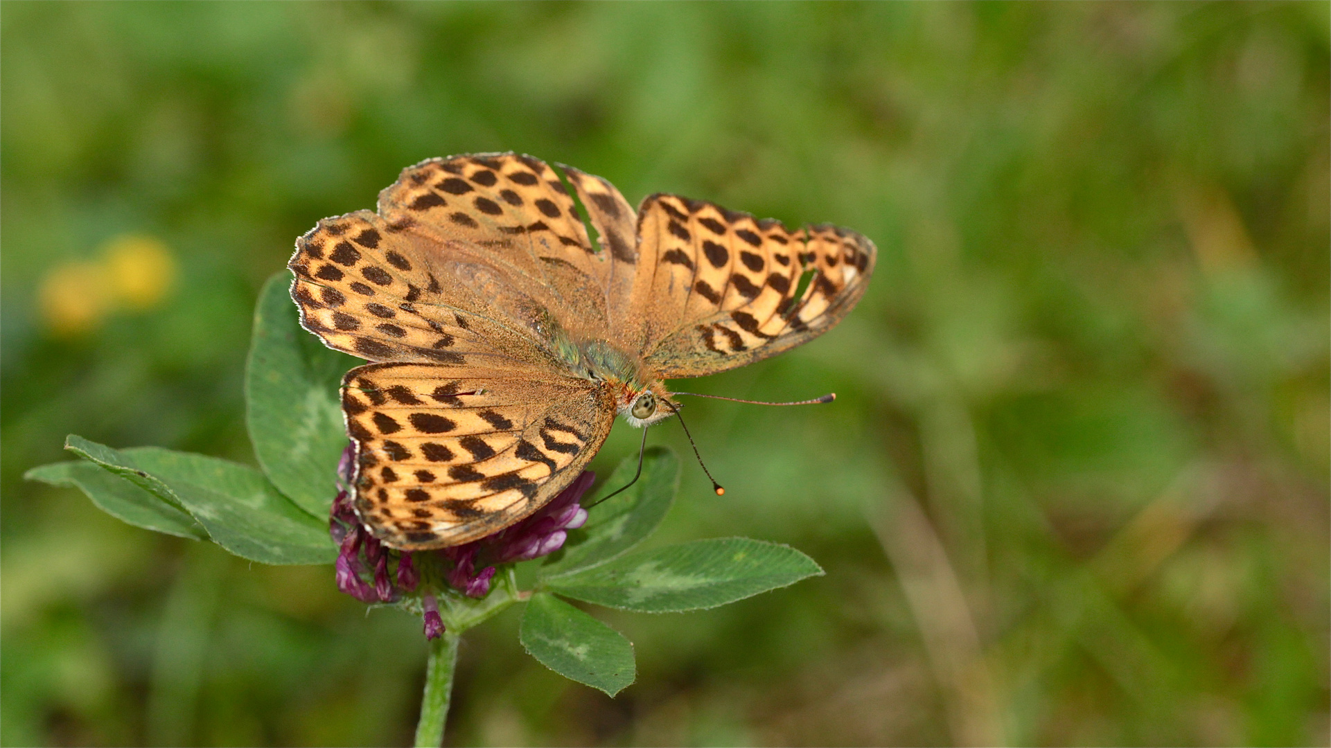 Reminiszenzen an einen schönen Sommer III: Kaisermantelweibchen (Argynnis paphia) . . .